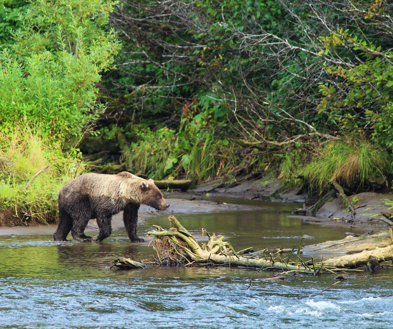 Kenai River & Kasilof River Fishing Charters Photo Gallery