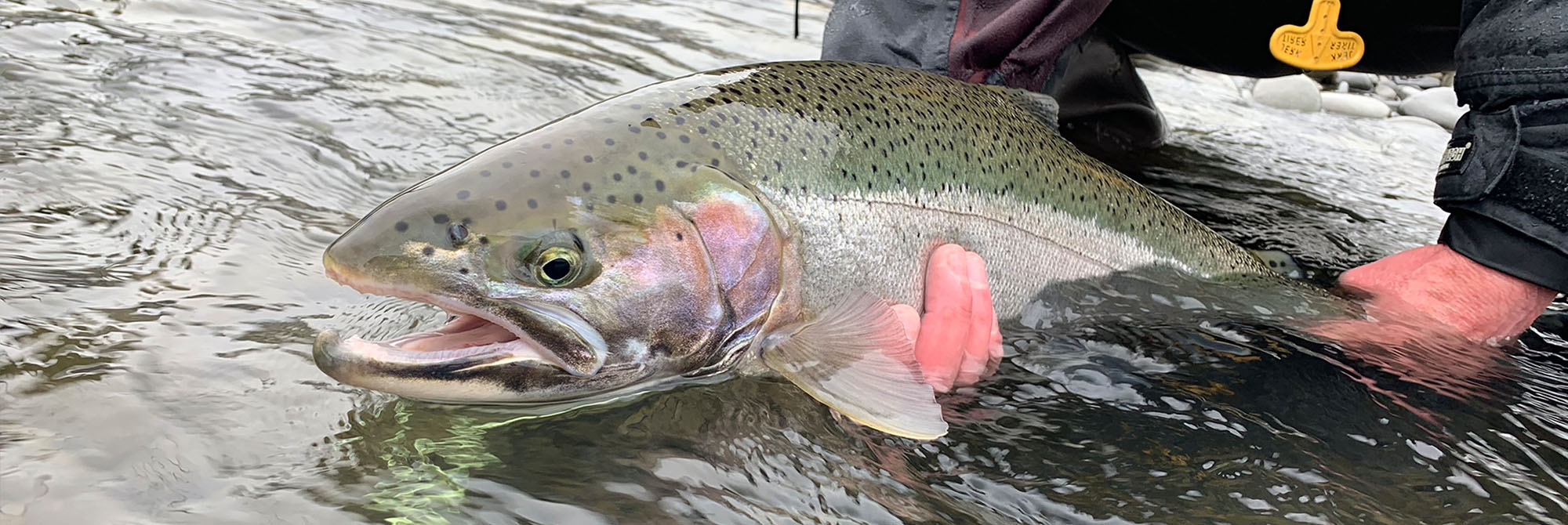 The Fish Species We Target on Our Kenai Fishing Charters!