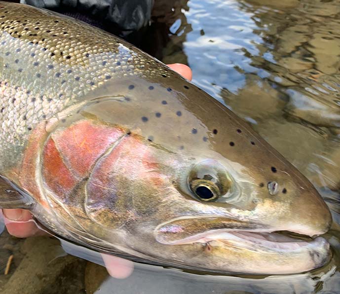 kenai river trout