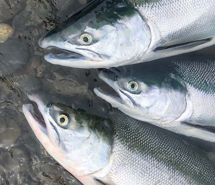 The Fish Species We Target on Our Kenai Fishing Charters!
