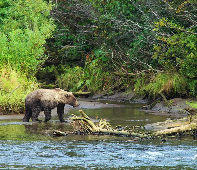 bear seen on kasilof river drift boat tour